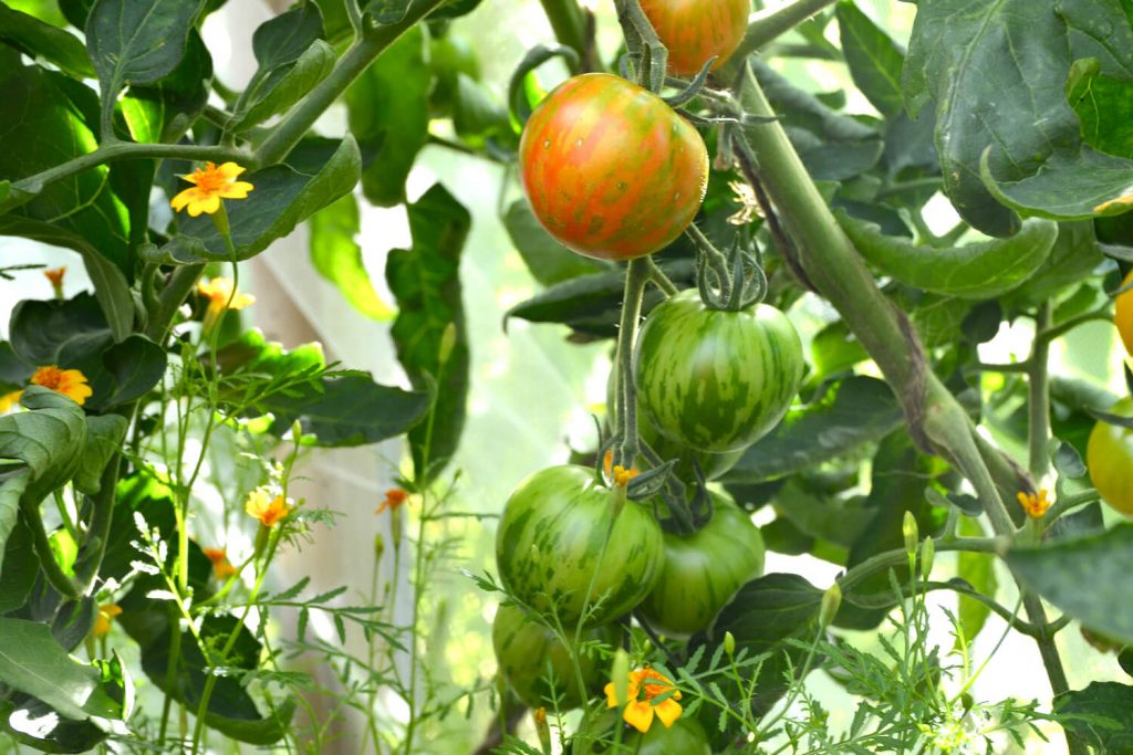 Jotta puutarha ei muuttuisi karuksi tomaattiviidakoksi, sinun on hallittava tomaattipensaan muodostuminen