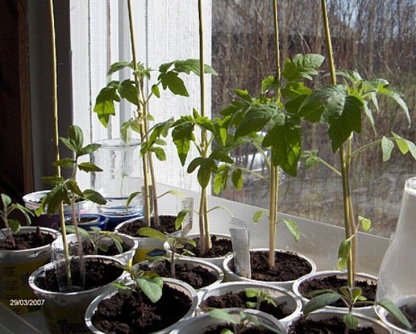 Kaavio tomaattien istuttamisesta kasvihuoneeseen – kasvien etulinja