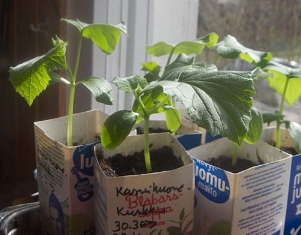 Kaikki kurkkujen taimien kasvattamisen salaisuudet: kasvihuoneelle ja ikkunalaudalle