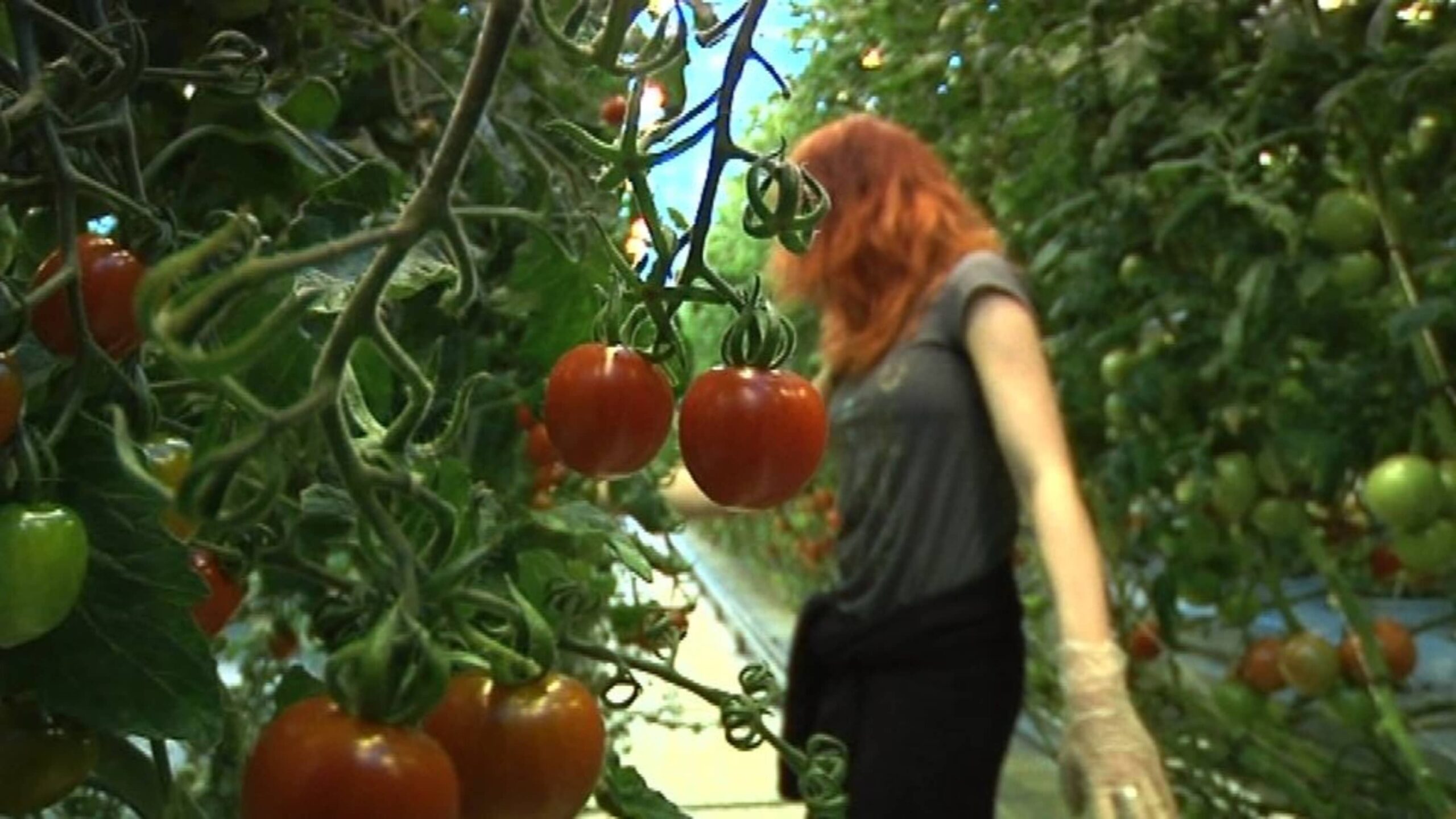 Kaikki mehut – oikeaan suuntaan: opimme askel askeleelta poikapuolen tomaatteja kasvihuoneessa ja avopellolla