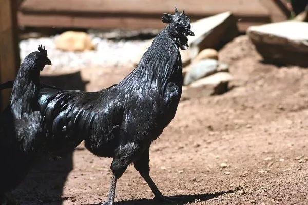 Kanat Ayam Tsemani