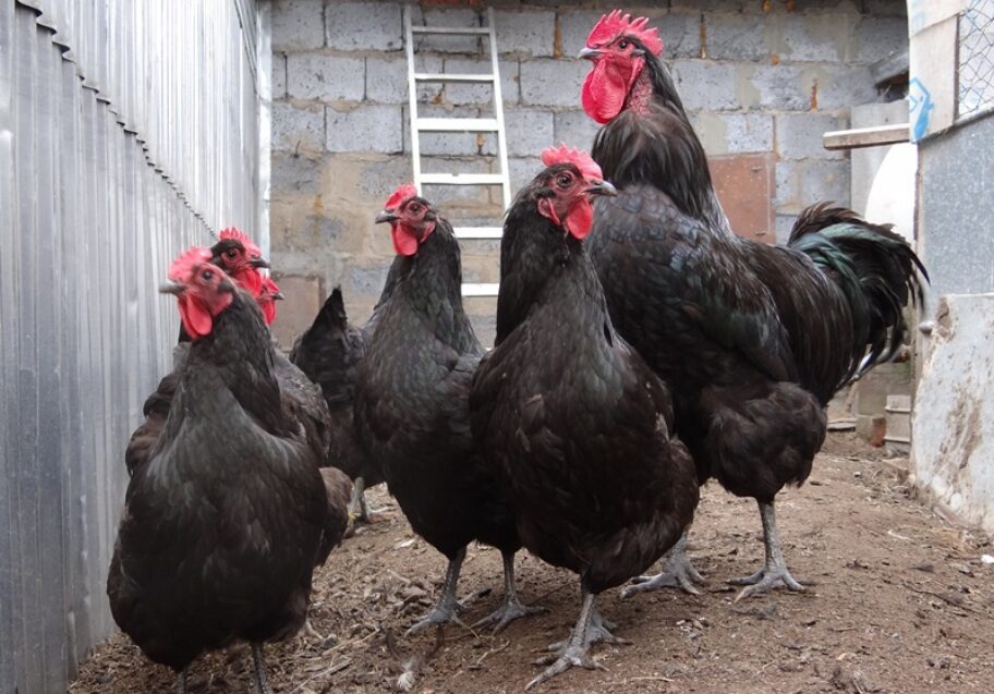 Kanat ”Jersey Giant”, niiden ominaisuudet