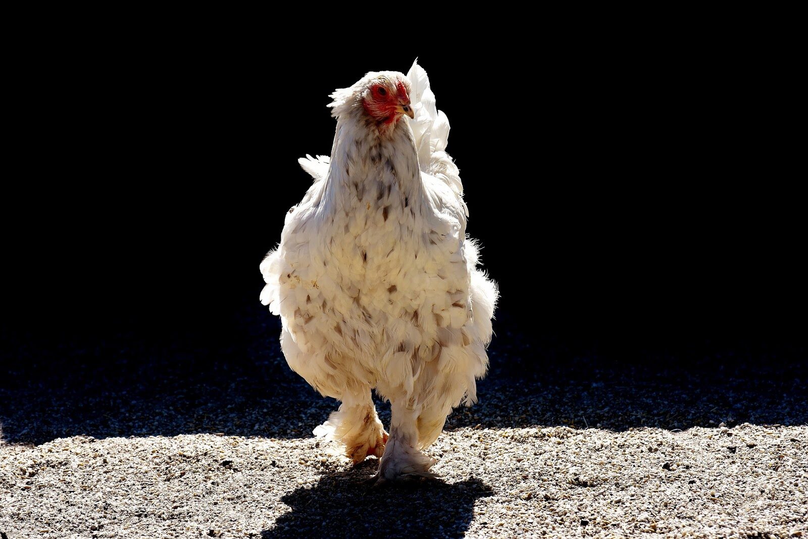 Kanat: Kanan silmät ovat turvonneet: syyt, hoito