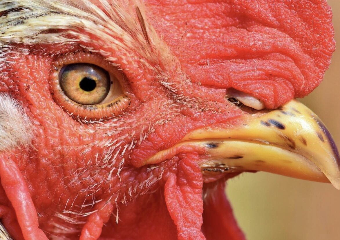 Kanat: Kanat sulkevat silmänsä