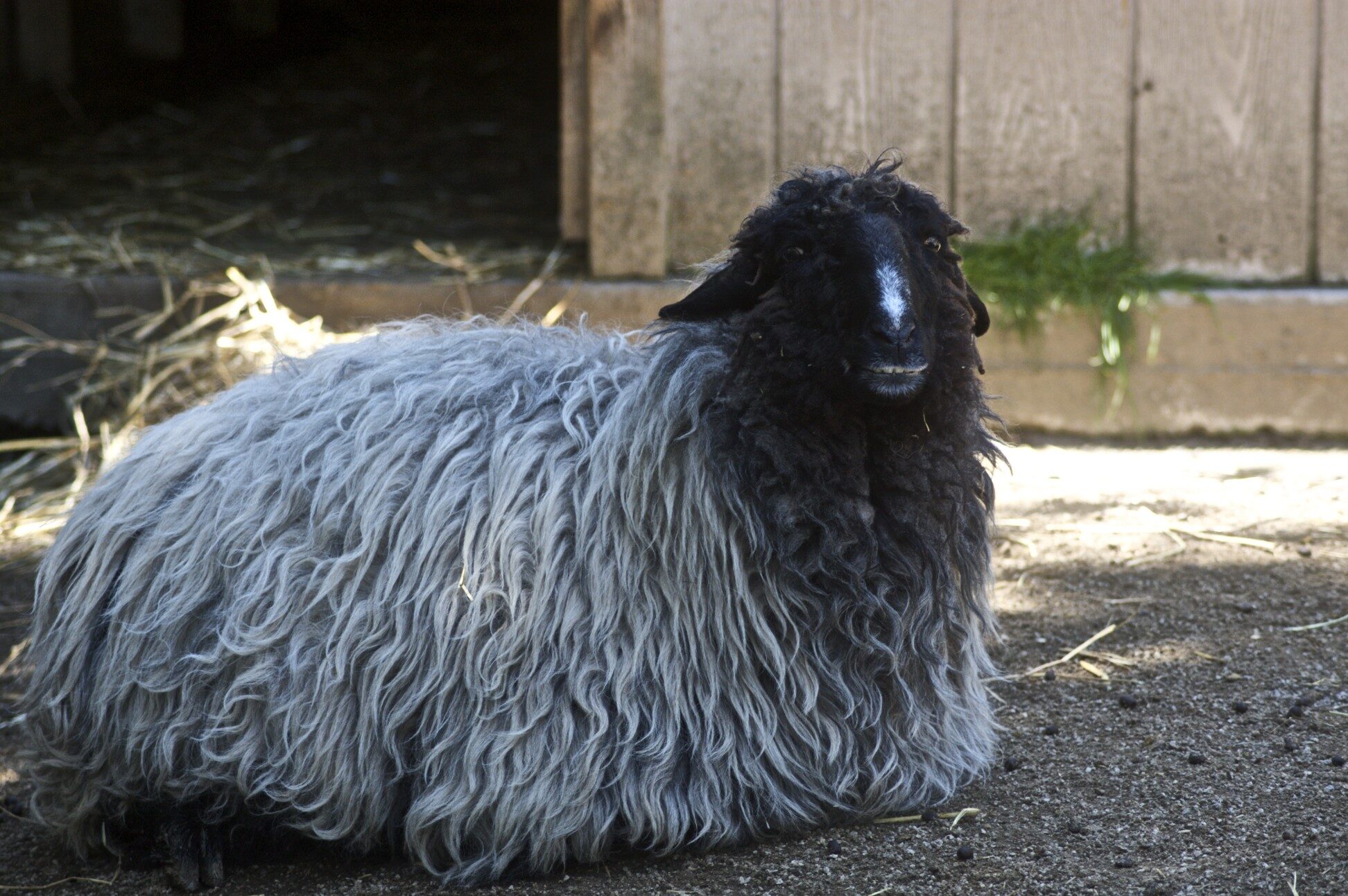 Karakul-lammas