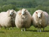 Karakul-lammasrotu: ominaisuudet, kuvaus