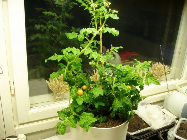 Kasvatamme tomaatin taimia kiinalaisella menetelmällä ja saamme erinomaisen tuloksen