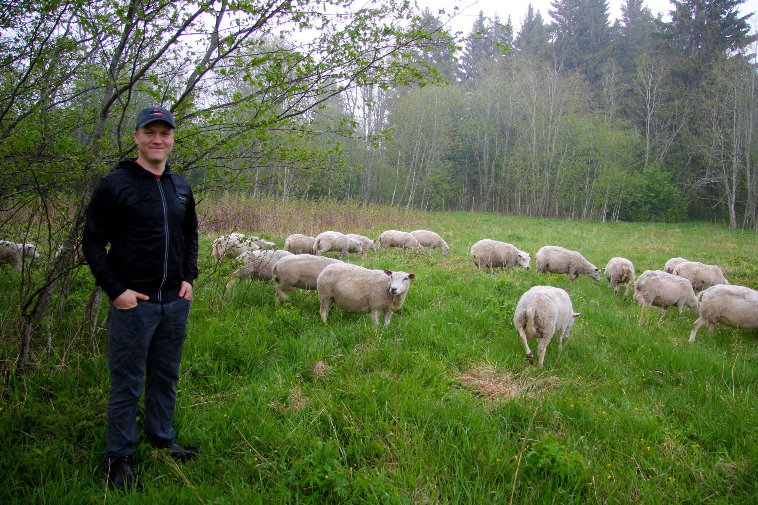 Katumin sileäkarvaiset lampaat: rodun kuvaus, edut ja haitat