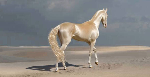 Kaunein hevonen