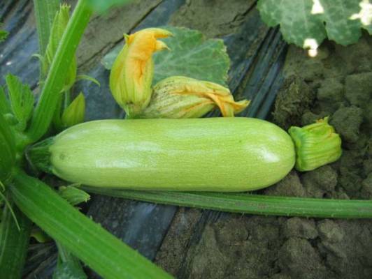 Kawili kesäkurpitsa on erittäin varhainen ja tuottava hybridi
