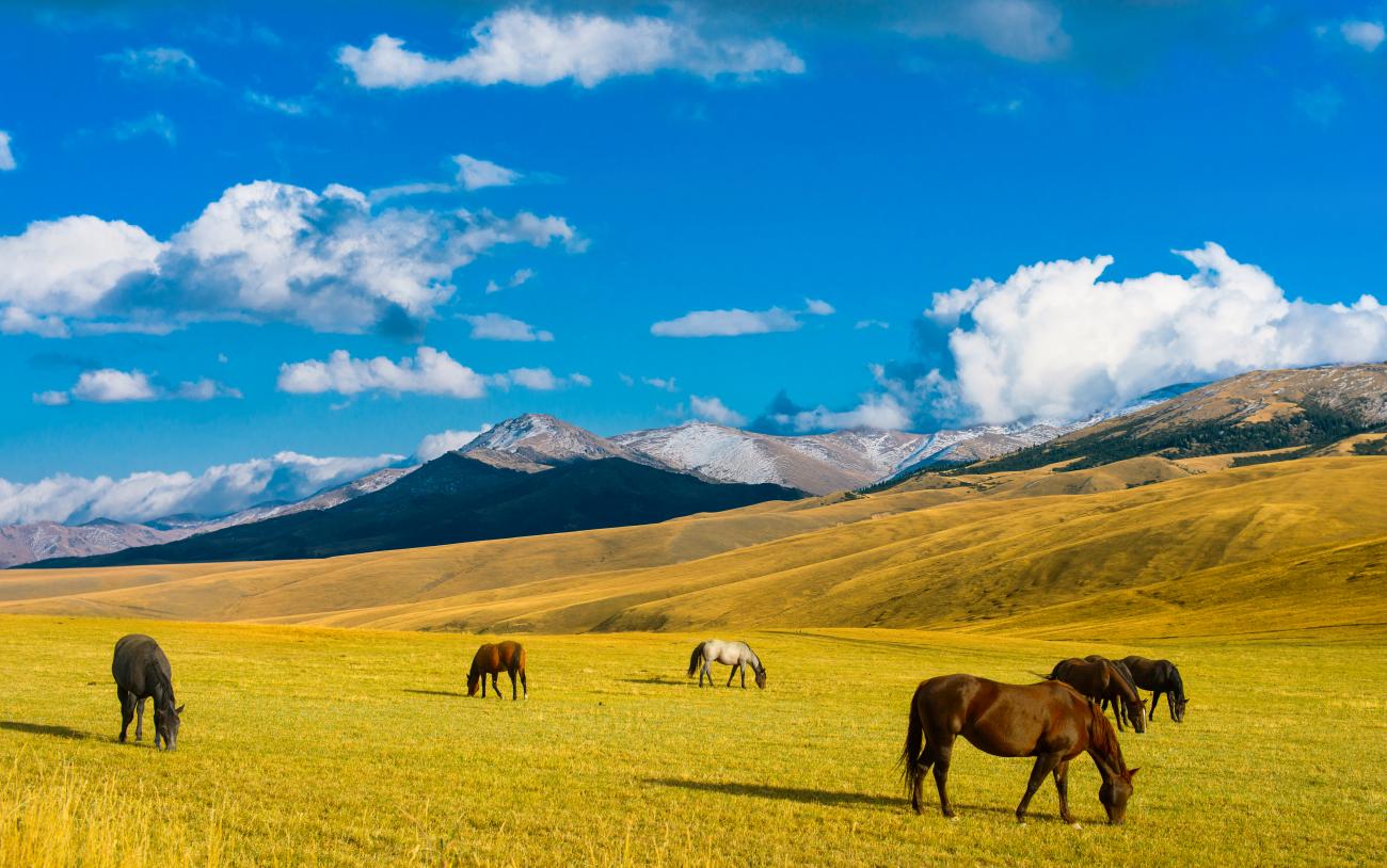 Kazakstanin hevosrotu