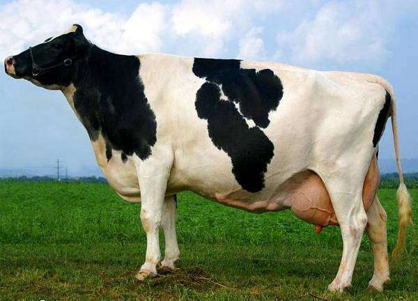Kazakstanin valkopäiset lehmät