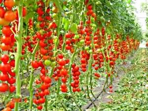 Kestävä ja kypsyvä – myöhäisten tomaattilajikkeiden piirteitä, kasvihuoneen ja avoimen maan viljelyn salaisuuksia