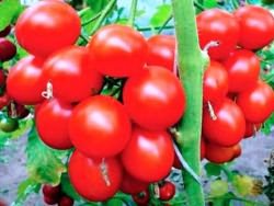 Koolla on väliä – Pudovik-tomaattilajikkeen kuvaus ja ominaisuudet