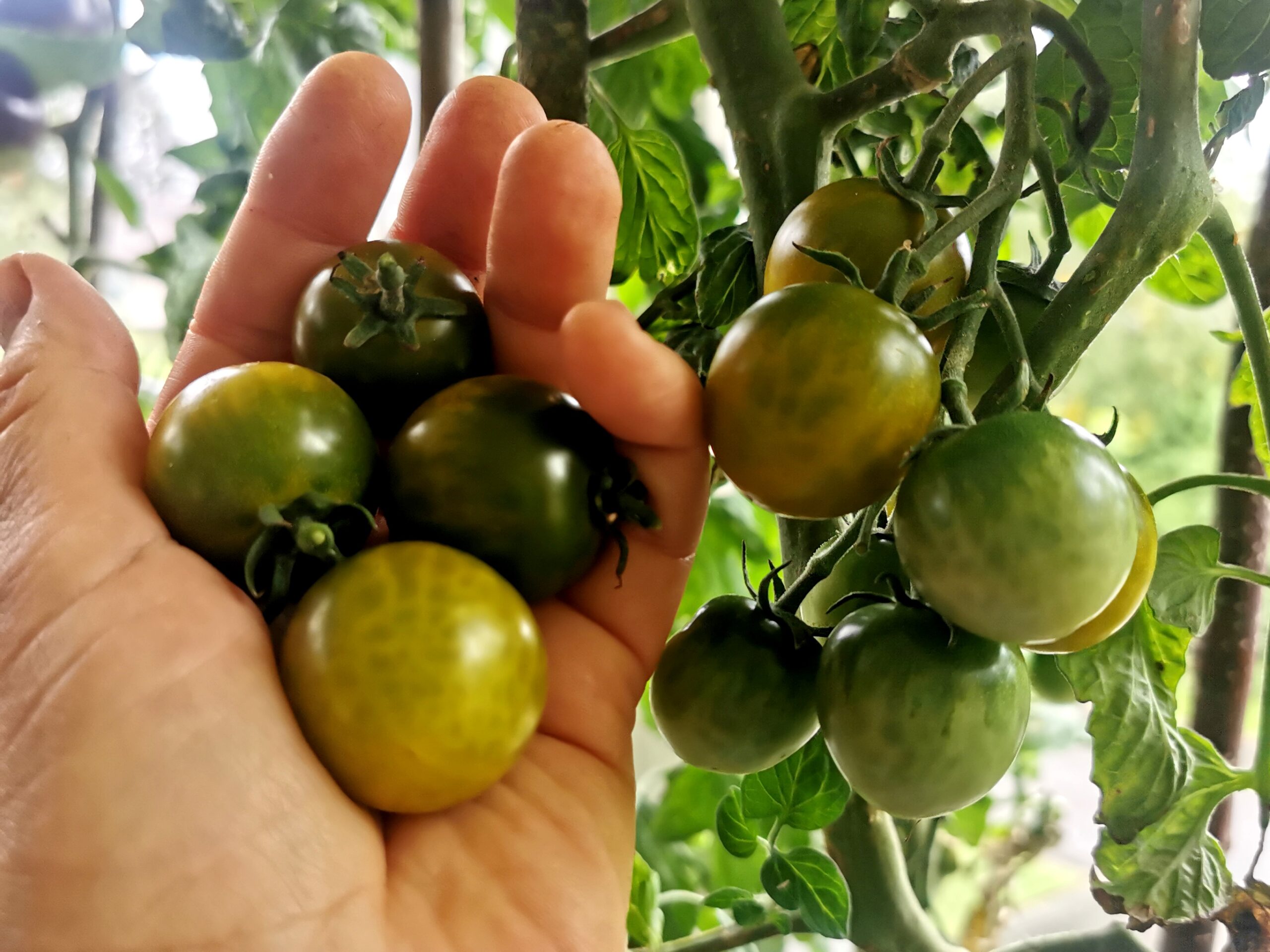 Korkeasatoiset tomaattilajikkeet: kumpi kannattaa?
