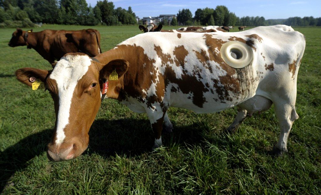 Kuinka hoitaa piikki lehmän silmässä?