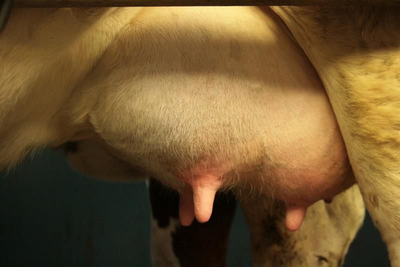 Kuinka hoitaa utaretulehdusta lehmässä?