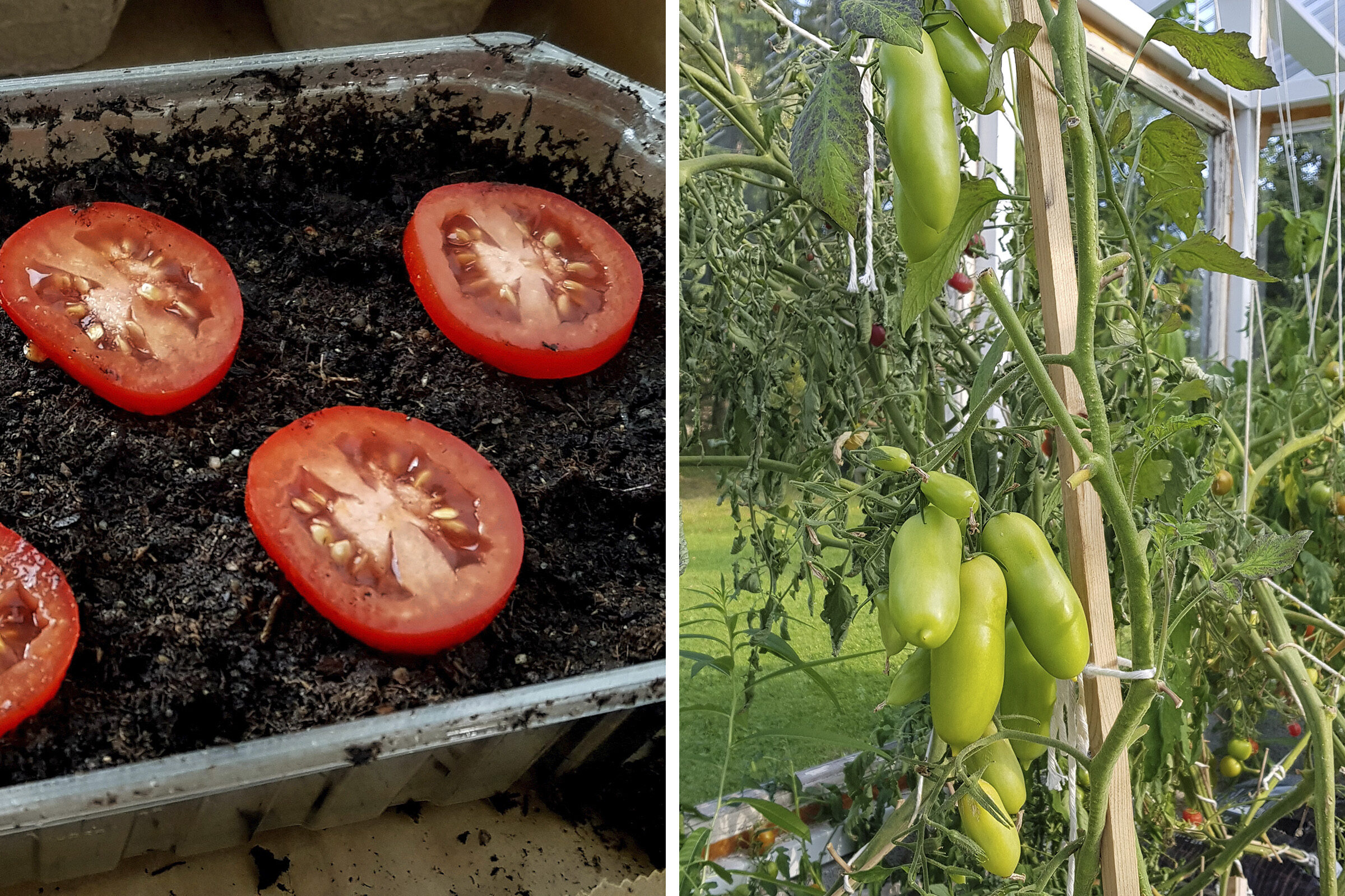 Kuinka istuttaa tomaatteja taimia varten oikein