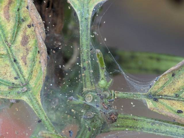 Kuinka käsitellä hämähäkkipunkkeja munakoisossa