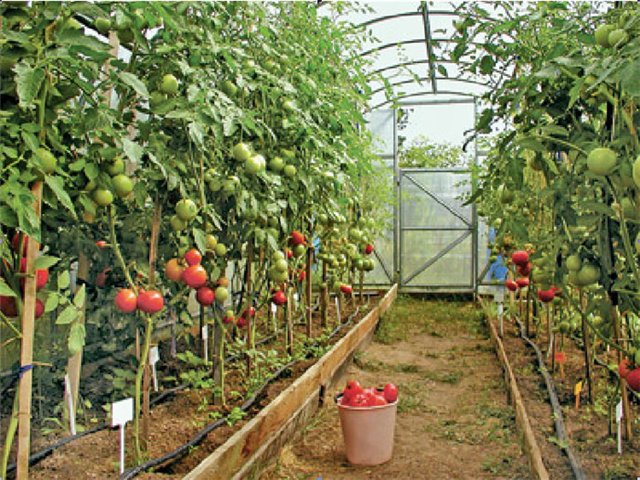 Kuinka kastella tomaatteja oikein polykarbonaattikasvihuoneessa