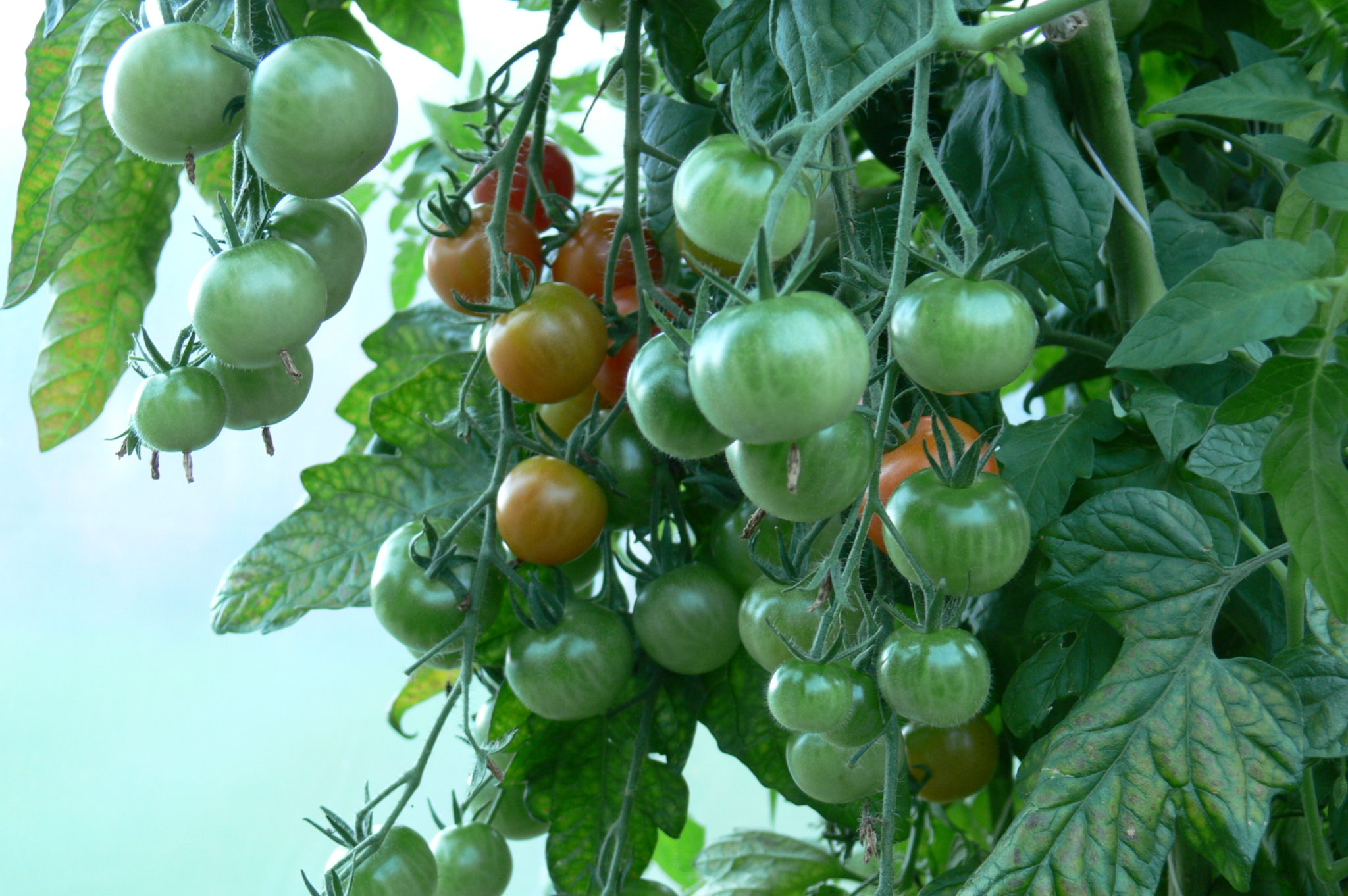 Kuinka kastella tomaatteja ulkona