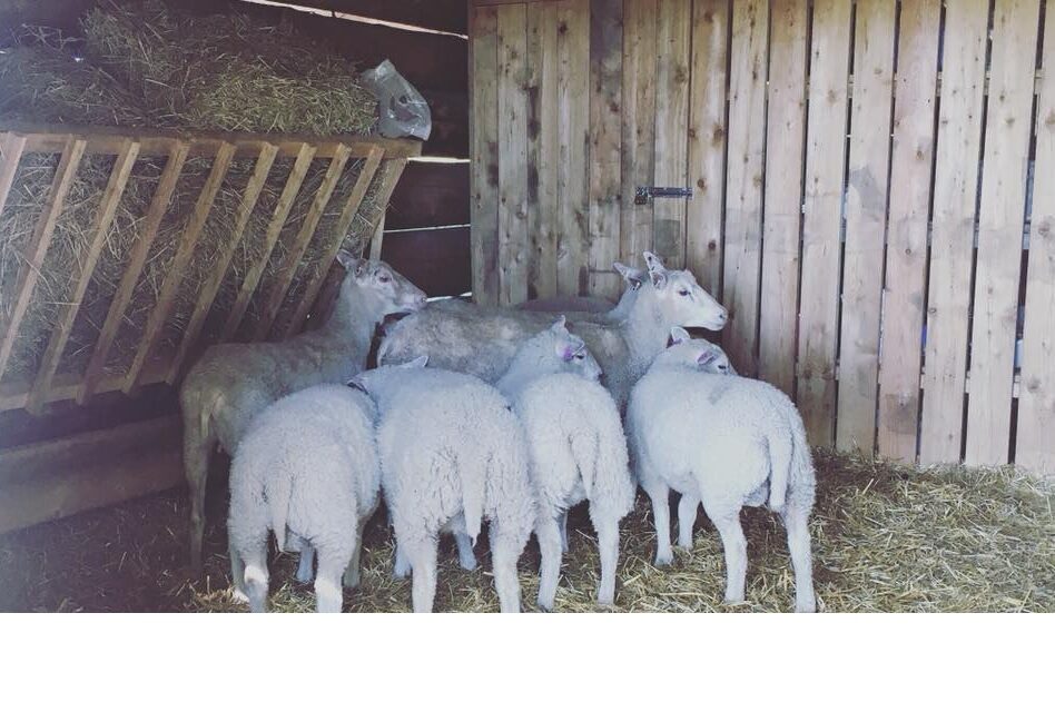 Kuinka kasvattaa lampaita oikein: murrosikä ja lampaiden kierto, parittelu, kuinka saada selville, milloin lammas on kuumeessa