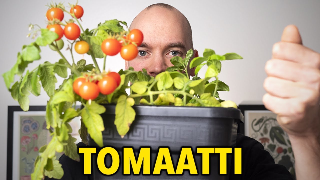Kuinka kasvattaa tomaatteja ikkunalaudalla asunnossa: vaiheittaiset ohjeet