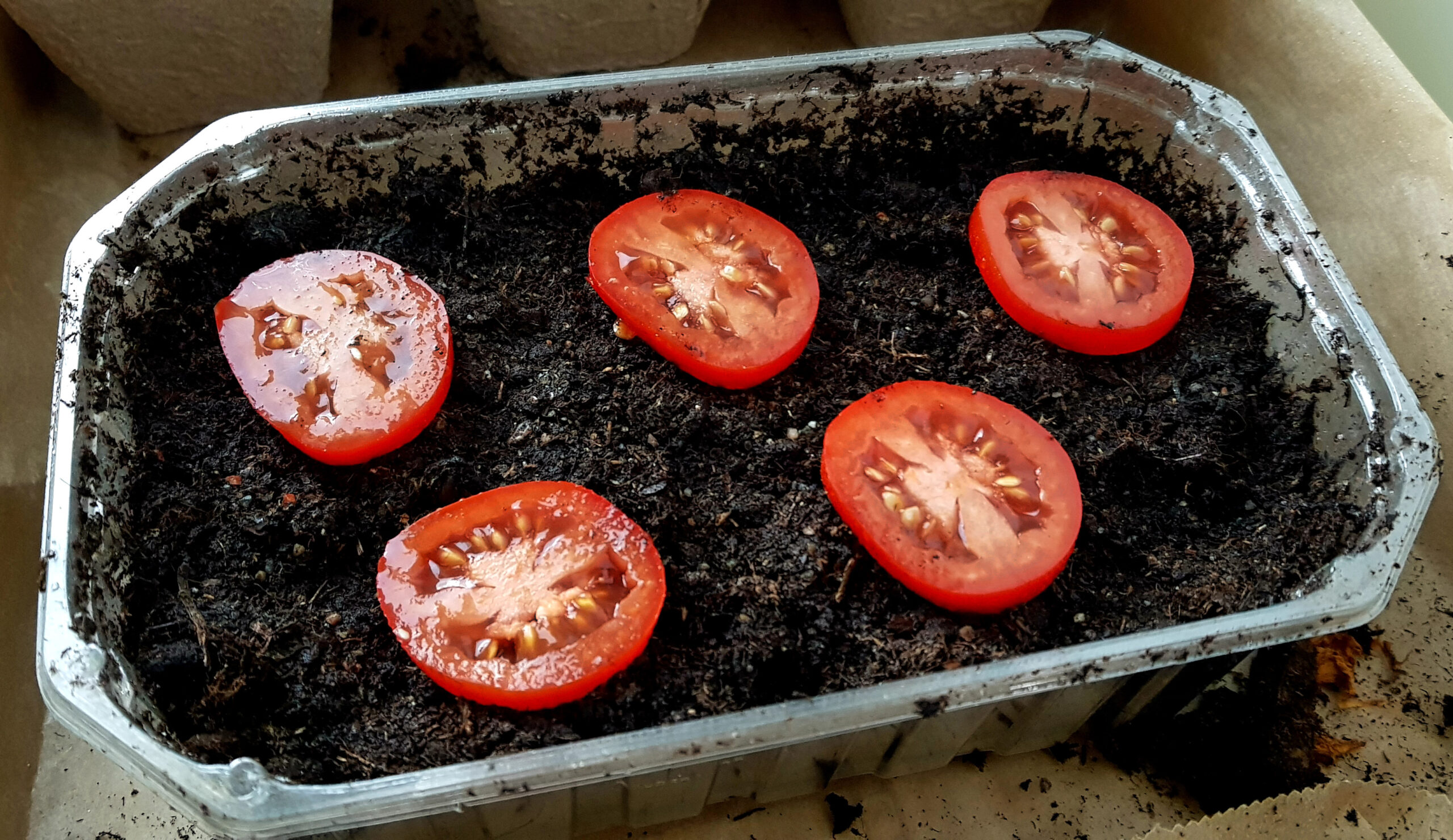 Kuinka kasvattaa tomaatteja siemenestä sadonkorjuuseen