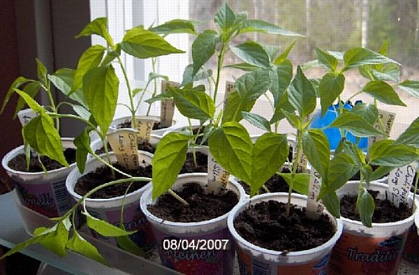 Kuinka kasvattaa tomaatteja siemenettömällä tavalla: tekniikan hyvät ja huonot puolet