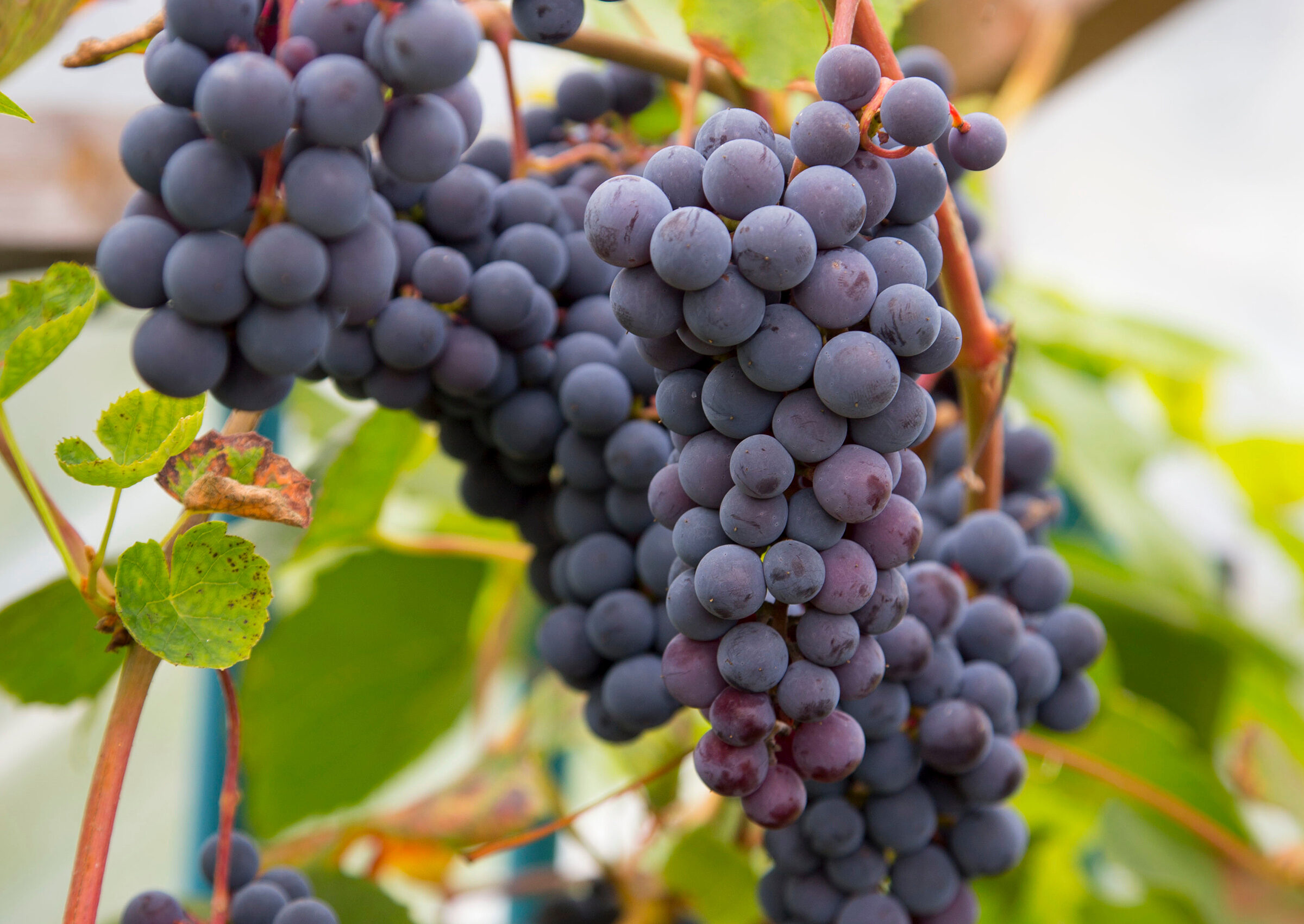 Kuinka kasvattaa viinirypäleitä kotona?