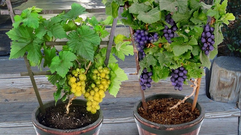 Kuinka kasvattaa viinirypäleitä pistokkeista?