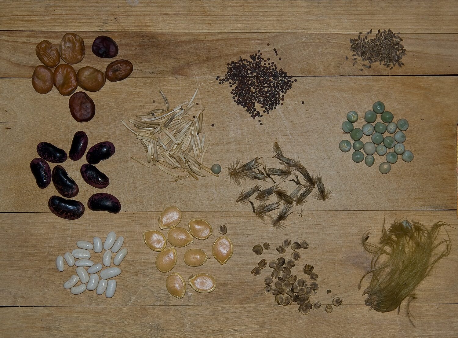 Kuinka kerätä ja varastoida vihannesten siemeniä?