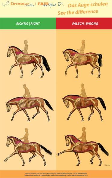 Kuinka kouluttaa hevonen ratsastamaan?