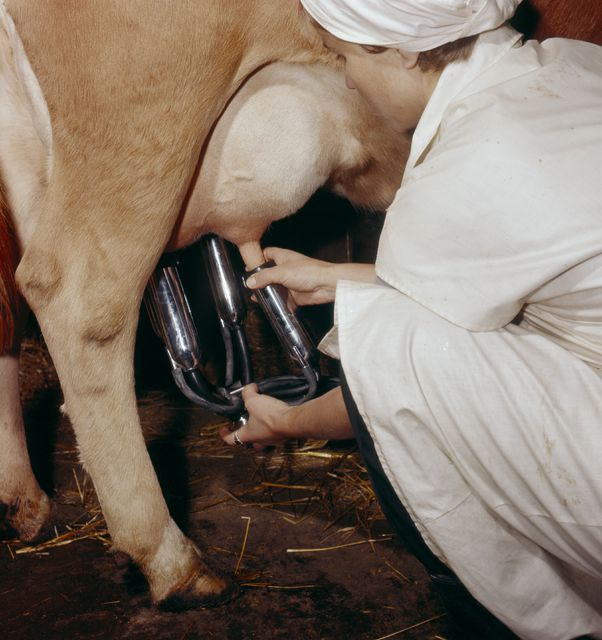 Kuinka lypsä lehmä manuaalisesti ja laitteistolla?