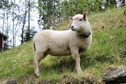 Kuinka monta vuotta kotieläiminä pidetyt pässit ja lampaat elävät?