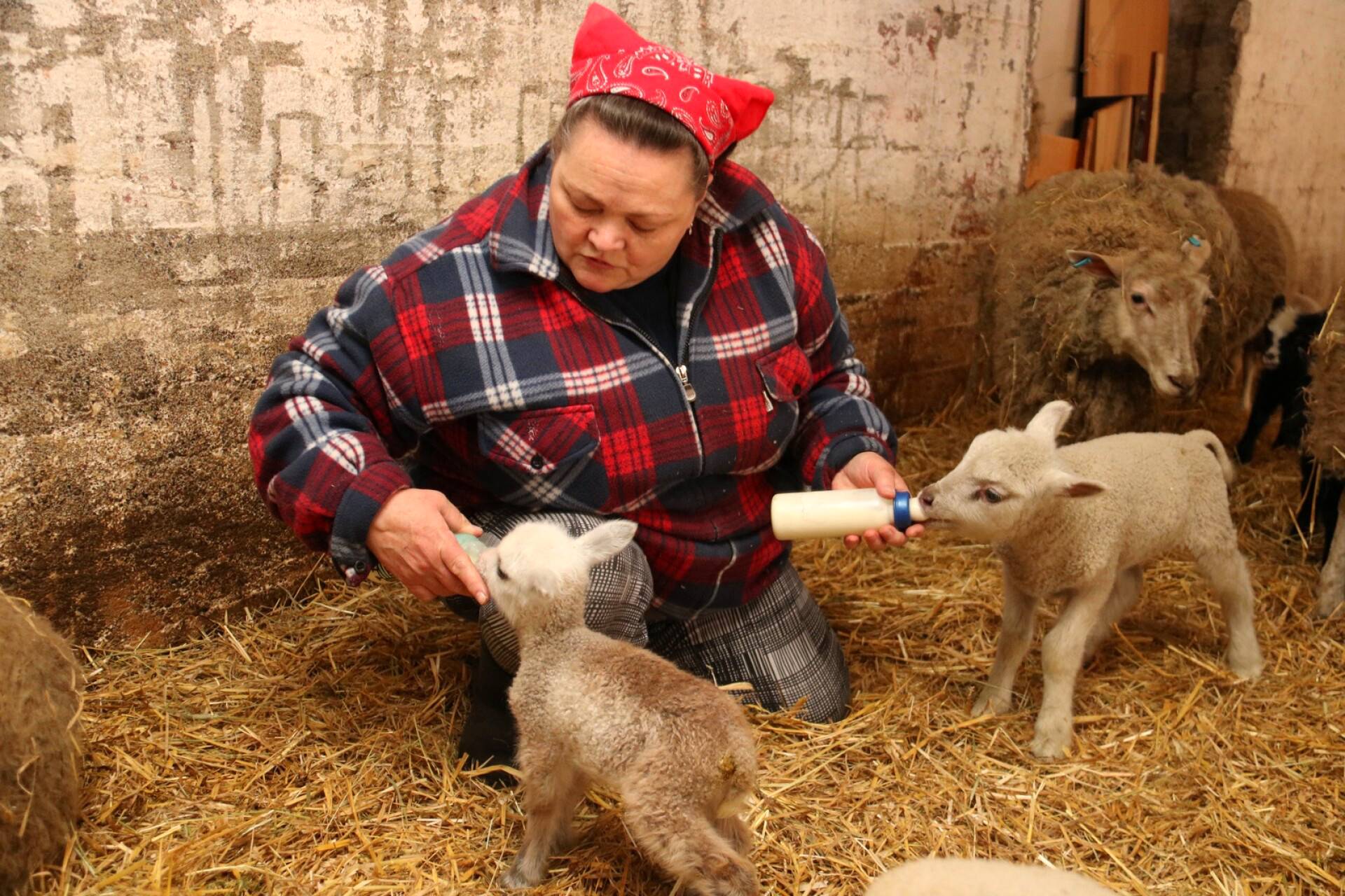 Kuinka ruokkia lampaita oikein: talvella jalostuspässit, karitsan jälkeen, nuoret eläimet, rehunormit