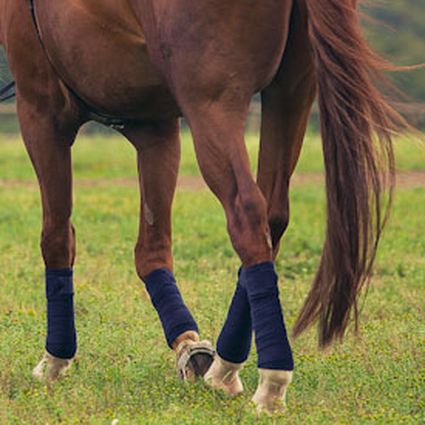 Kuinka sitoa hevosen jalat?