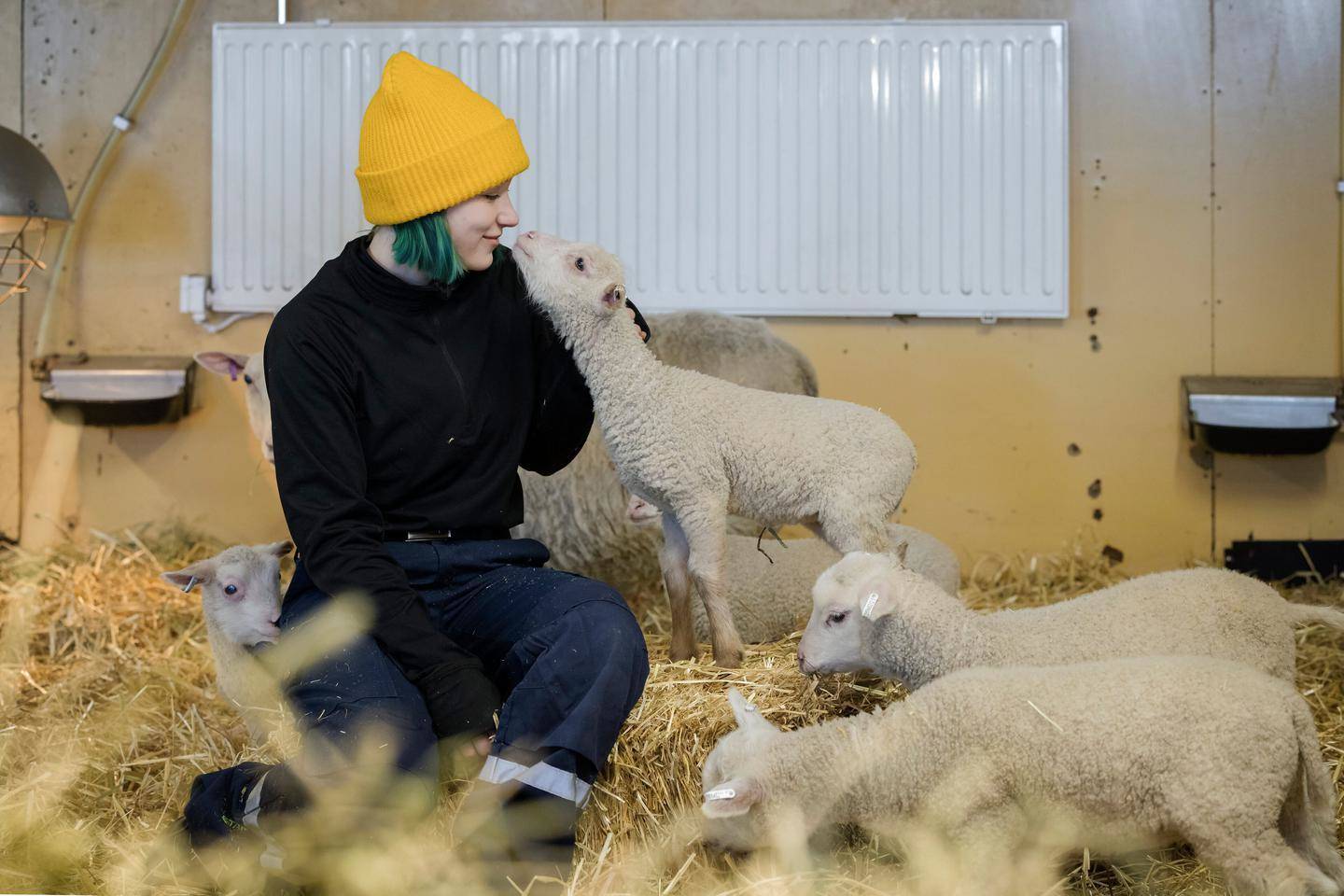 Kuinka suojata lampaita ja pieniä karitsoja punkeilta