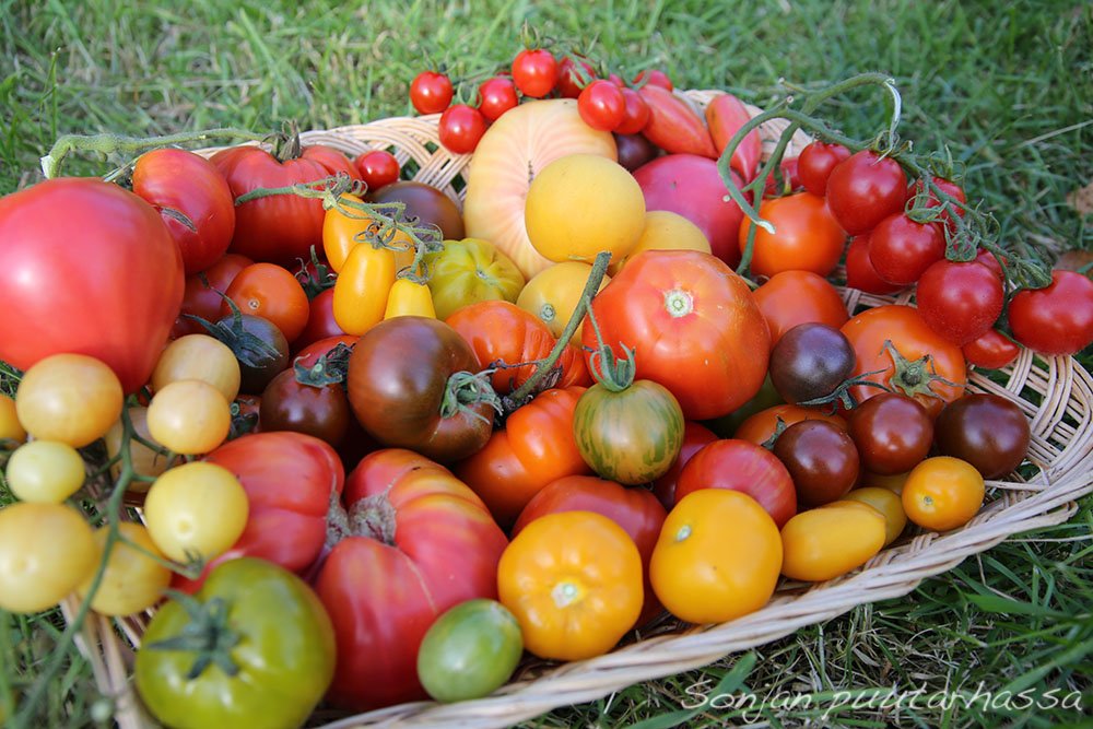 Kuinka valita oikeat varhaiset tomaattilajikkeet kasvihuoneessa ja avomaassa kasvatukseen