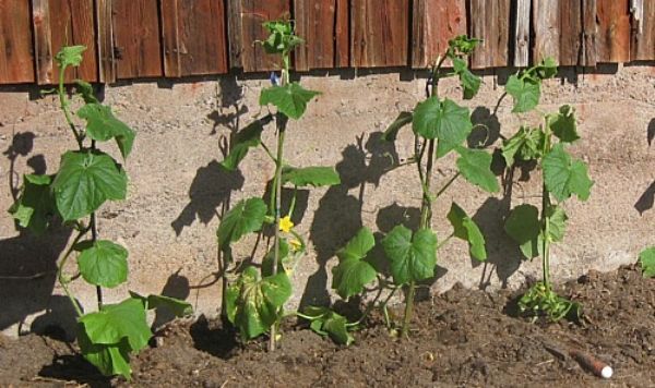 Kurkkujen kasvattaminen ikkunalaudalla: asiantuntijaneuvoja lajikkeen valinnassa ja viljelyssä