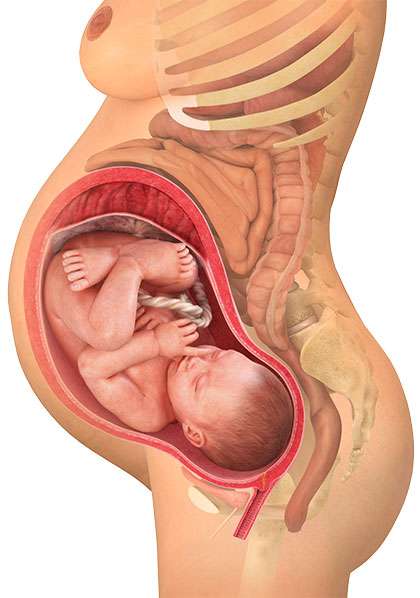 Lampaan raskaus ja synnytys