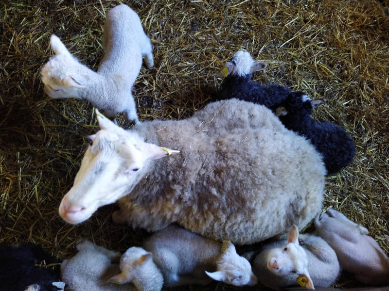 Lampaiden estroosi – lammaskärpäs: diagnoosi, taudin oireet