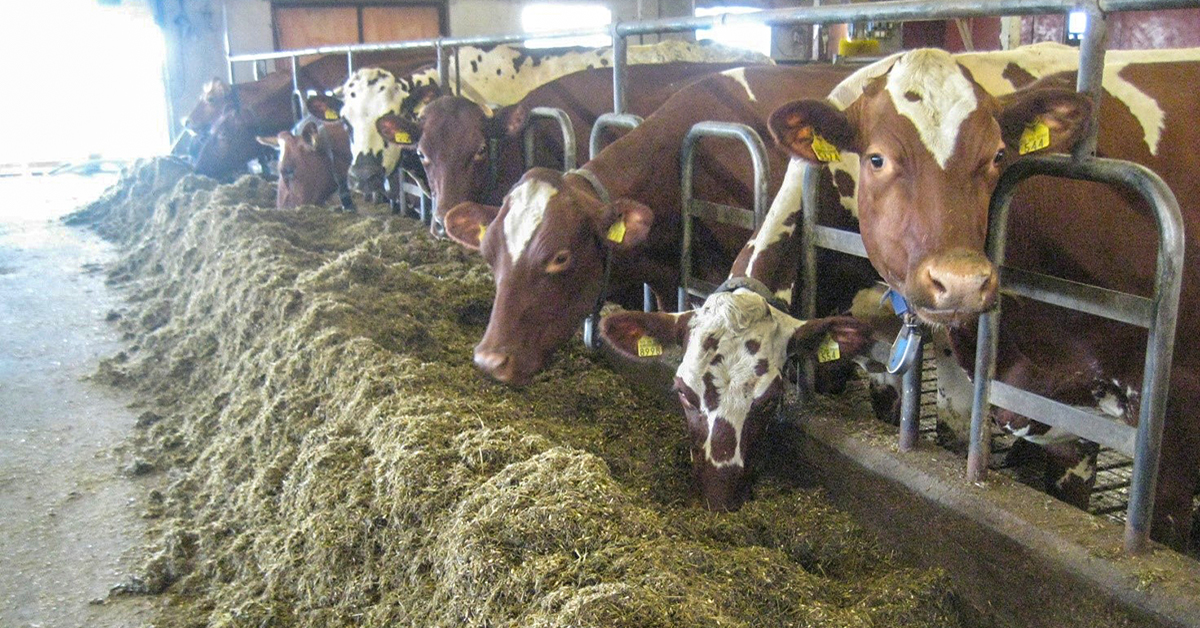 Lehmien ja nautojen oikea ruokinta