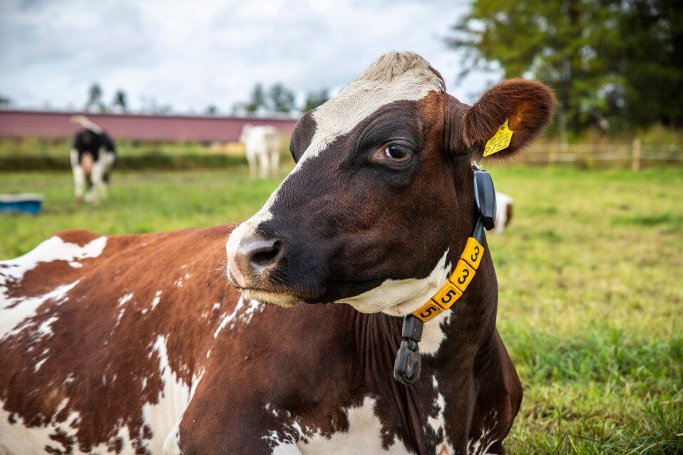 Lempinimi lehmälle ja vasikalle – miten valita, mitä ottaa huomioon, suosittuja esimerkkejä