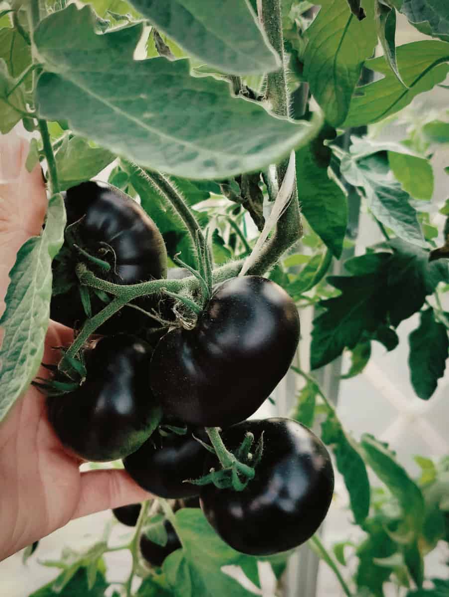 Makea, tuoksuva, musta - Kumato-lajikkeen tomaattien ominaisuus kasvattajien ja kesäasukkaiden arvioiden mukaan