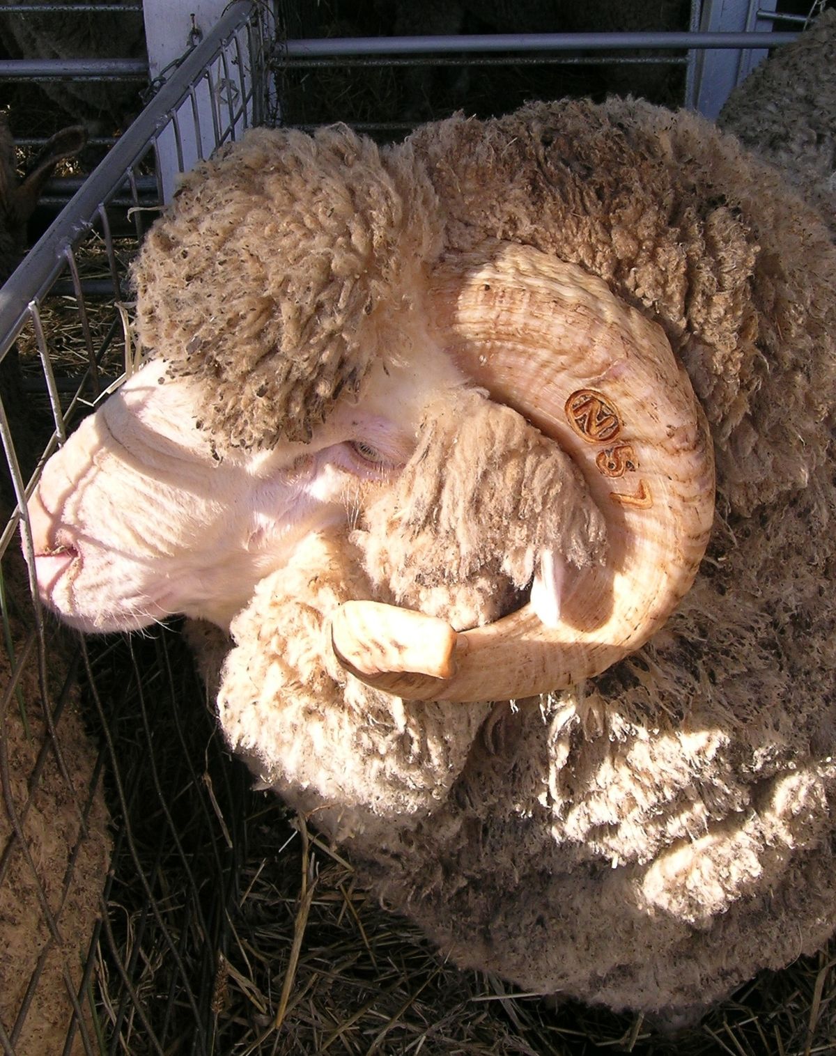 Merino on Australian yleisin lammasrotu.