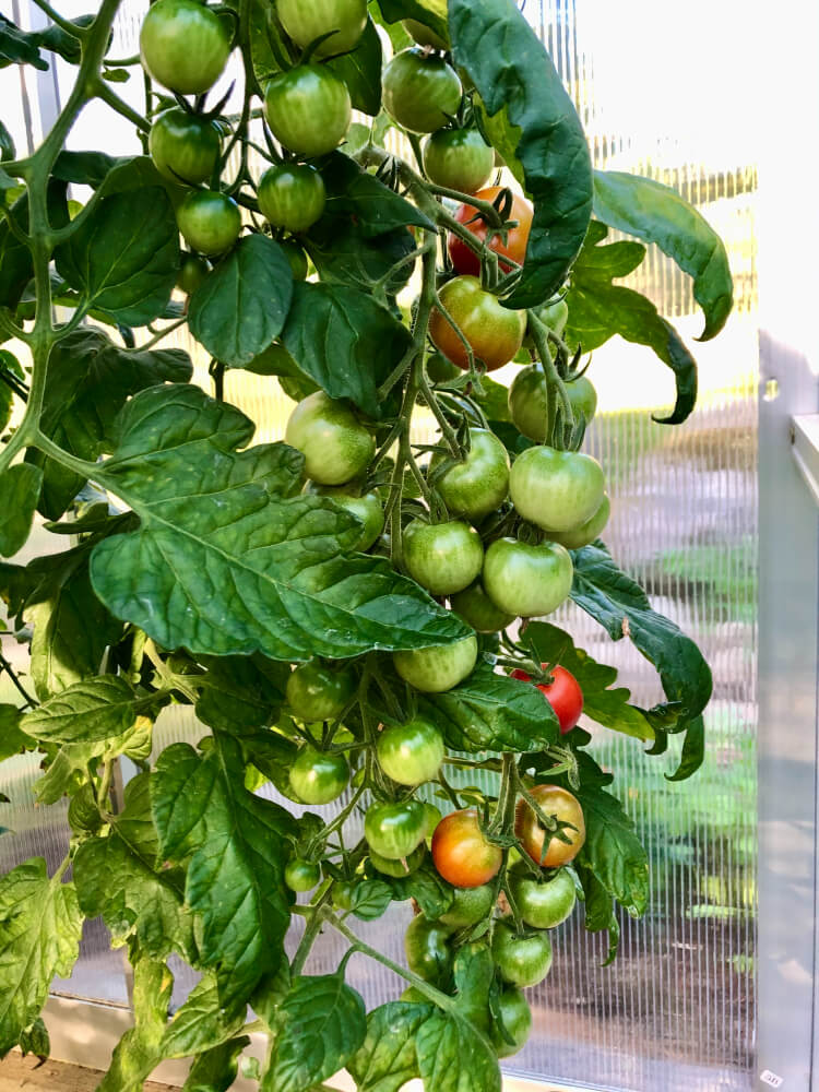 Mikä on houkutteleva tomaattilajike Valkoinen täyttö kotikasvatukseen penkissä ja kasvihuoneessa