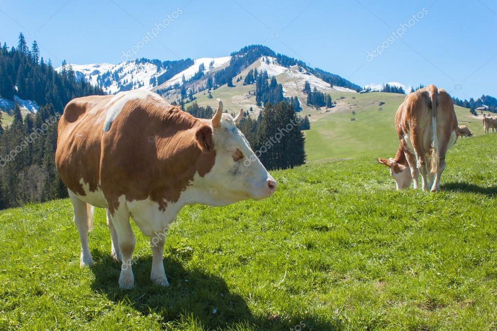 Mikä on lehmien kuivakausi?