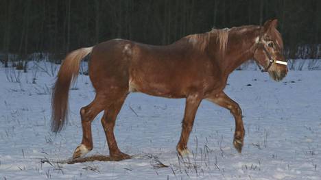 Mikä on vanhin hevosrotu?