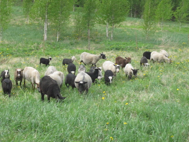Miksi lampaat, pässit ja karitsat eivät voi seistä takajaloillaan?